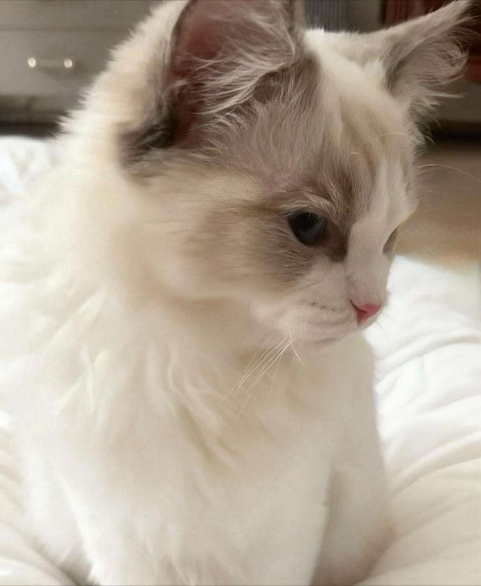 可可